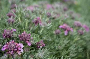 Teucrium cossonni majoricum. Photo:Native Sun Nursery