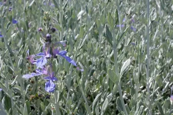 Teucrium fruticans Photo: Native Sun.