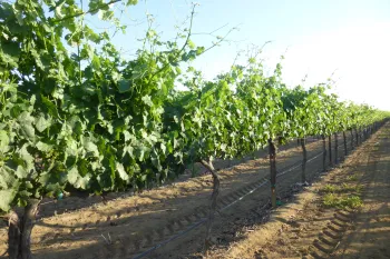 Vineyard row