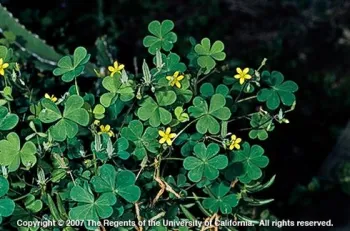 Creeping woodsorrel, <i>Oxalis corniculata</i><br>(Credit: JM DiTomaso)