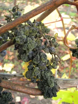 Cladosporium infected Pinot noir
