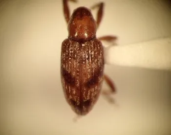 Figure 2. Tyloderma sp. adult.