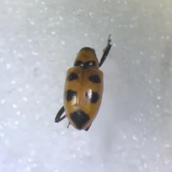 Figure 3. Tyloderma nigromaculatum adult.