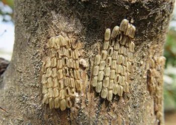 Figure 3B. Seed-like eggs with holes where SLF nymphs have emerged.