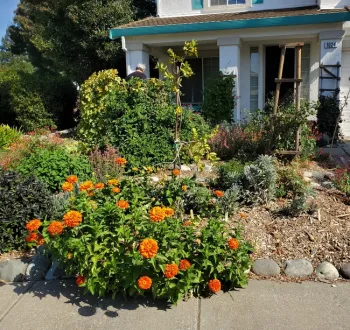 Community Front Yard Garden