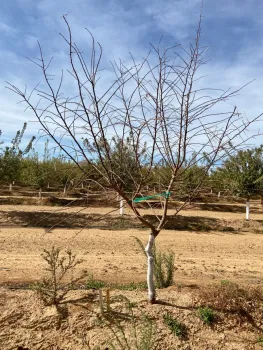 Levels of defoliation (new paint)