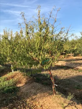 Levels of defoliation (no paint)