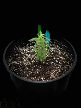 A kochia seedling