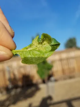 Aphids on under side of leaves