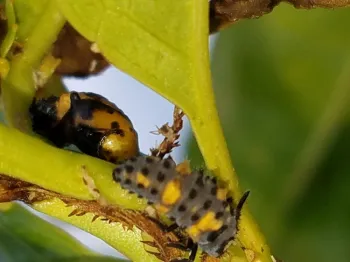 Lady beetle larvae