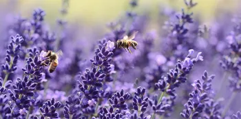 lavender-bees