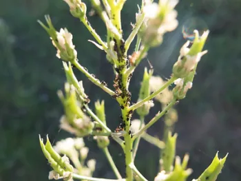An aphid infestation on an inflorescence