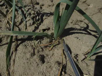 Photo 3. Dead yellow nutsedge plant at base of leek plant