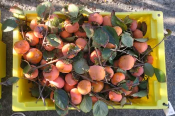 Persimmons