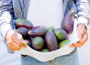 Avocados