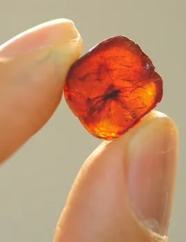 An insect encased in amber, part of the Paleontology Collection. (Photo by Kathy Keatley Garvey)