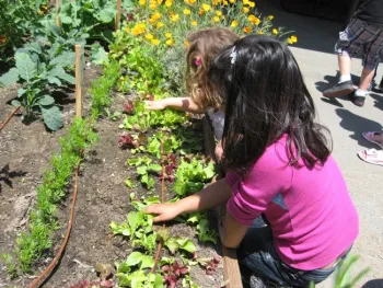 School Gardens