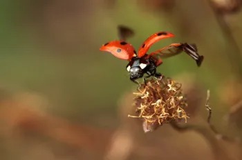 A lady beetle image by Antoine Abrieux. See http://antoineabrieux.wixsite.com.