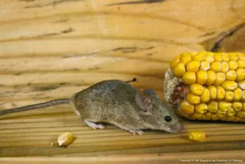 House mice prefer grains but will consume many different foods. (Credit: R Marsh)