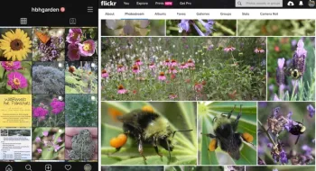 Contact sheets of bee photographs