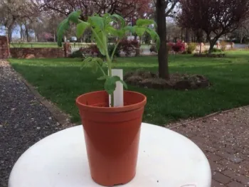Tomato transplant by Randy Swett