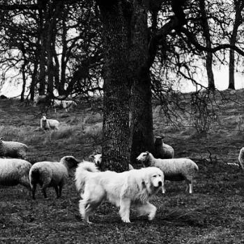 84087263 3254109041284067 6616910015892553728 n