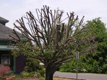 This tree was shaped to a bowl shape by heading back limbs.