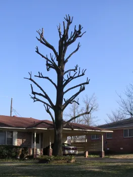 Long branches on this tree were arbitrarily shortened