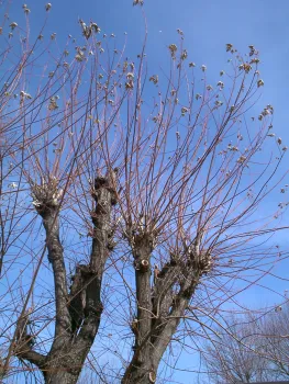 This is what happens when a branch is headed back (made shorter)