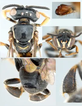 Plebeia sp (Images by Martin Hauser, California Department of Food and Agriculture)