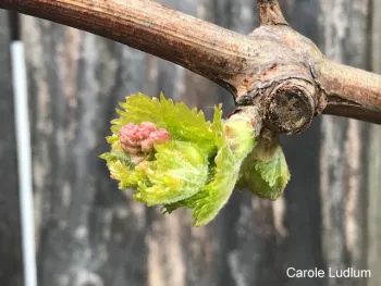 Early inflorescence on Diamond Muscat (click to enlarge)