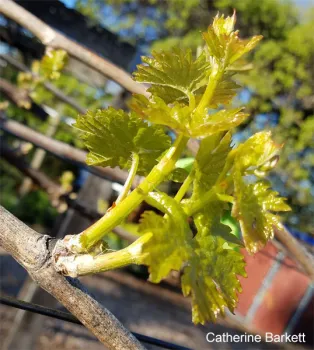 Two shoots (click to enlarge)