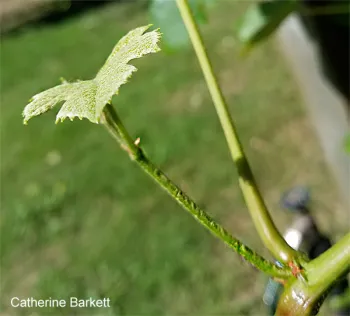 Lateral shoot (click to enlarge)