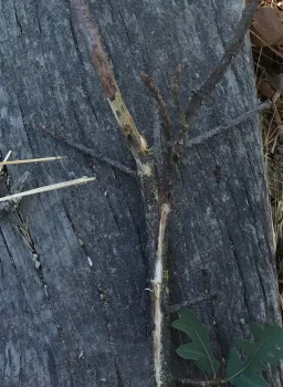 Twig canker and oak pit scale