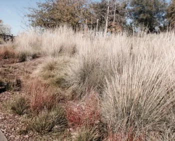 apple drought tol landscape