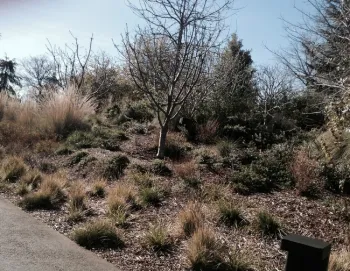 trees in drought tol landscape at apple