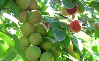 Overbearing plum tree - Photo coutsey Stark Bros Nursery