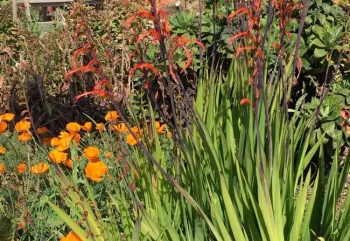 California poppy (EschscholziaCalifornica) and Crocosmia (a member of the Iris family)