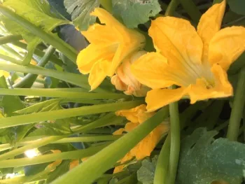 Feature 3 Photo - Feeding the Food Insecure Photo 1 - Squash Blossoms at Grace and Mercy