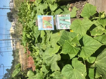 Feature 3 Photo - Feeding the Food Insecure Photo 2 - Cucumber Beds at Stockton Emergency Food Bank