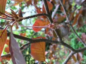 Hort Terms Photo - Beech Pubescence