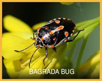 bagrada bug button