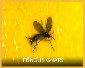 Fungus Gnat Button