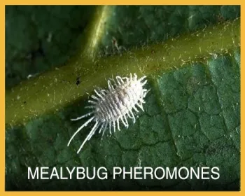 Mealybug Button