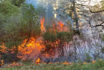 Prescribed burn in redwood/Douglas-fir understory.