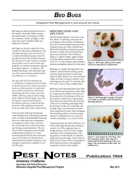 pnbedbugs1 copy