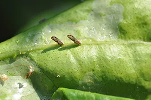 Asian Citrus Psyllid