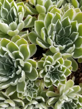 Echeveria from Ireland's Natl. Botanical Garden