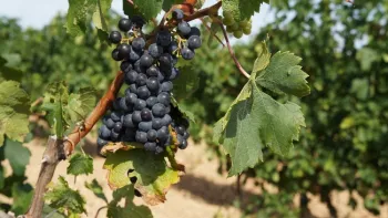 Merlot grapes