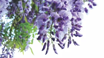Wisteria